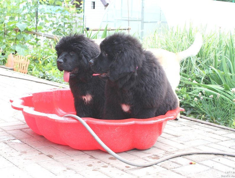 Фото: ньюфаундленд Акватория Келвин Щёголь (Aquatoriya Kelvin Schegol), ньюфаундленд Акватория Келвин Щедривочка (Aquatoriya Kelvin Schedrivochka)