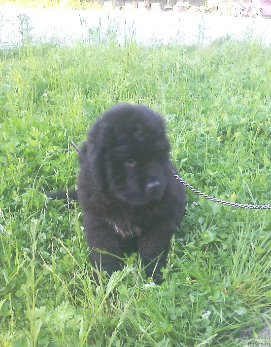 Фото: ньюфаундленд Вин Дизель для Ньюфорт