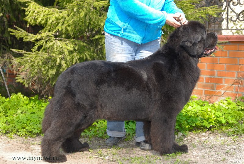 Фото: ньюфаундленд Сент Джонс Сабина Мистикал (Sent Djons Sabina Mistical)