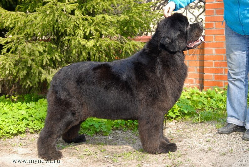 Фото: ньюфаундленд Сент Джонс Сабина Мистикал (Sent Djons Sabina Mistical)