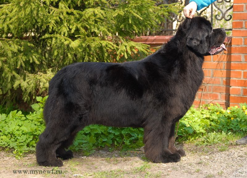 Фото: ньюфаундленд Сент Джонс Сабина Мистикал (Sent Djons Sabina Mistical)