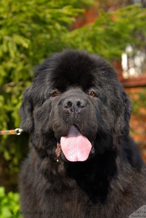 Фото: ньюфаундленд Сент Джонс Сабина Мистикал (Sent Djons Sabina Mistical)