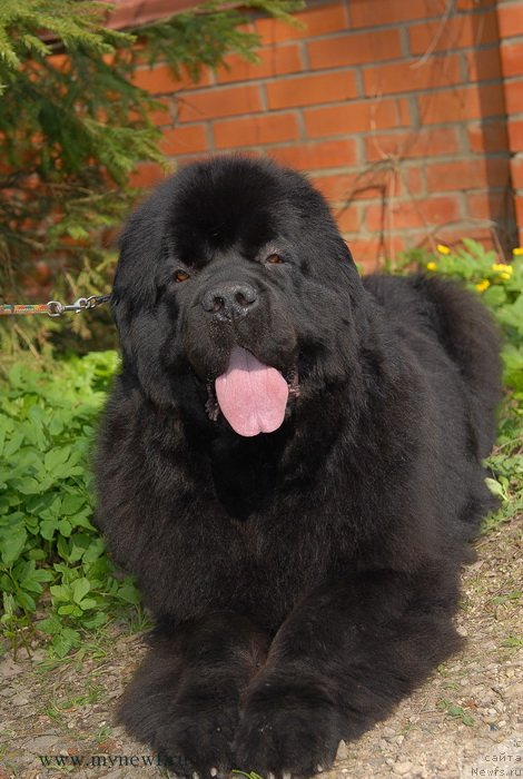 Фото: ньюфаундленд Сент Джонс Сабина Мистикал (Sent Djons Sabina Mistical)