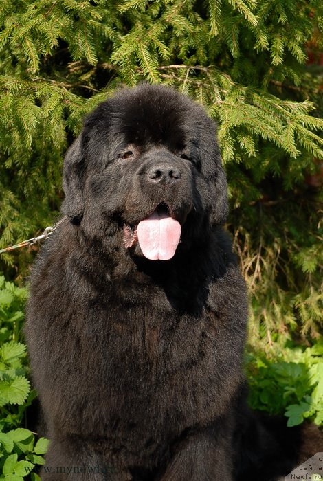 Фото: ньюфаундленд Сент Джонс Сабина Мистикал (Sent Djons Sabina Mistical)