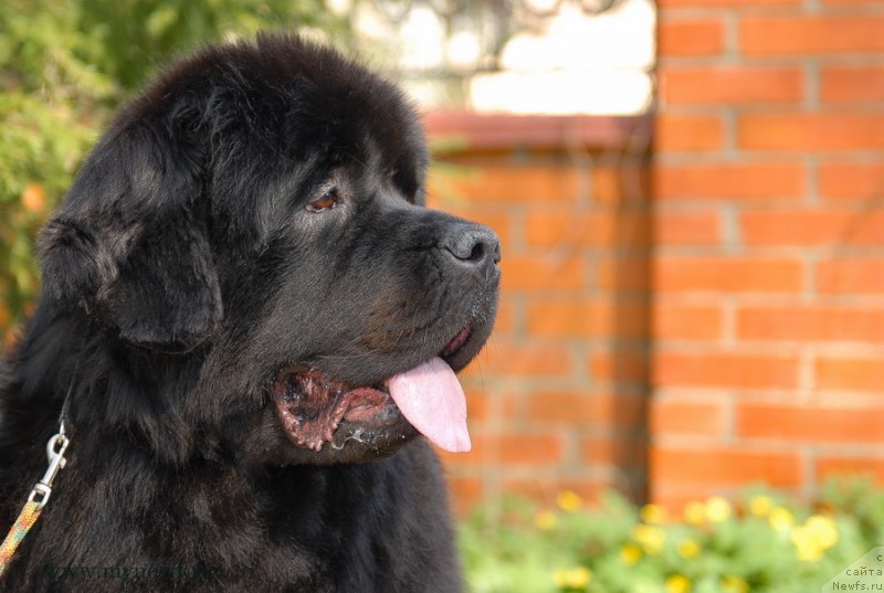 Фото: ньюфаундленд Сент Джонс Сабина Мистикал (Sent Djons Sabina Mistical)