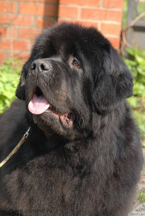 Фото: ньюфаундленд Сент Джонс Сабина Мистикал (Sent Djons Sabina Mistical)