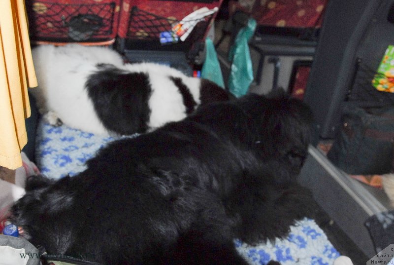 Фото: ньюфаундленд Сент Джонс Хаммер (Sent Djons Hummer), ньюфаундленд Сент Джонс Ванилла Айс (Sent Djons Vanilla Ice)