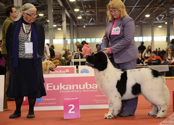 Фото: ньюфаундленд Сент Джонс Ванилла Айс (Sent Djons Vanilla Ice)