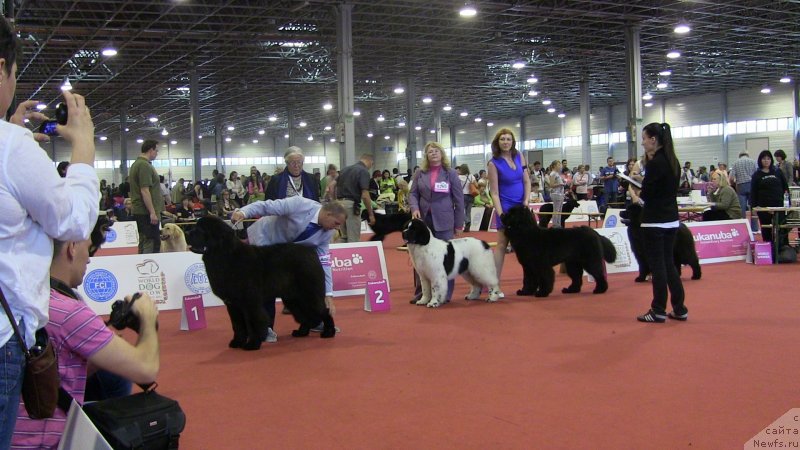 Фото: ньюфаундленд Сент Джонс Ванилла Айс (Sent Djons Vanilla Ice)