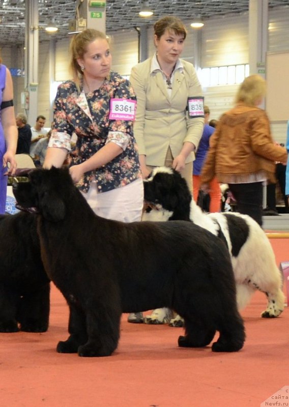 Фото: ньюфаундленд Endowed By Spirit Midnight Bear, Анастасия Заливако