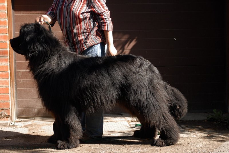 Фото: ньюфаундленд Сент Джонс Эдем ин май Хеарт