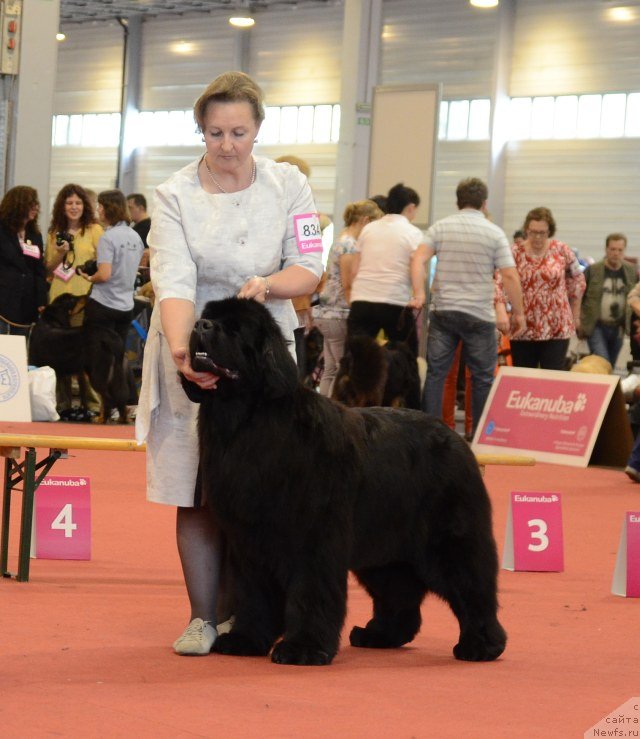 Фото: ньюфаундленд Inside My Heart Midnight Bear, Анастасия Заливако