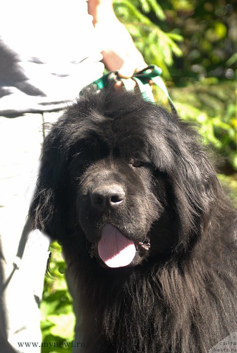 Фото: ньюфаундленд Сент Джонс Эдем ин май Хеарт