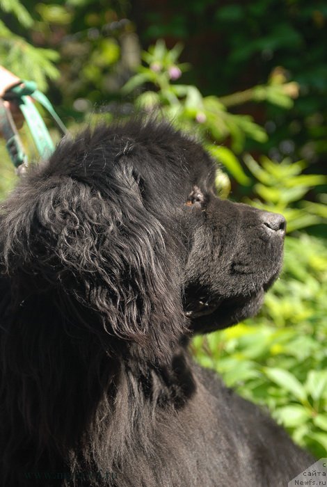 Фото: ньюфаундленд Сент Джонс Эдем ин май Хеарт