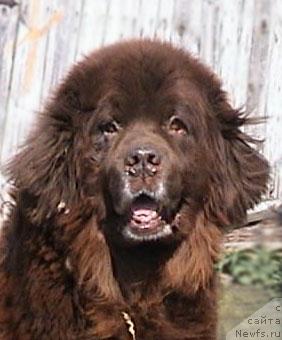 Фото: ньюфаундленд Грэм Алриф Ботсвейн