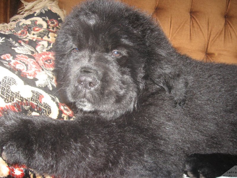 Фотография № 128002