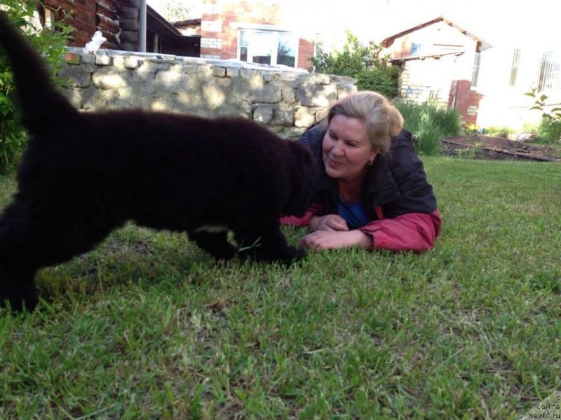 Фото: ньюфаундленд Волшебница Изумрудного Города, Светлана Ботова