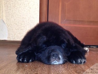 Фото: ньюфаундленд Волшебница Изумрудного Города