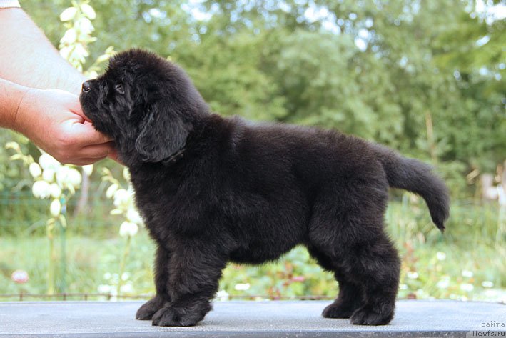 Фото: ньюфаундленд Шабли с Берега Дона