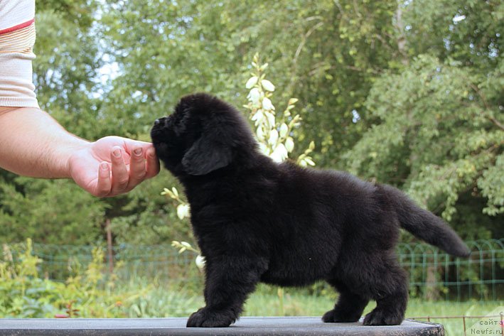 Фото: ньюфаундленд Шабли с Берега Дона