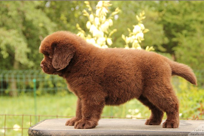 Фото: ньюфаундленд Шардоне с Берега Дона