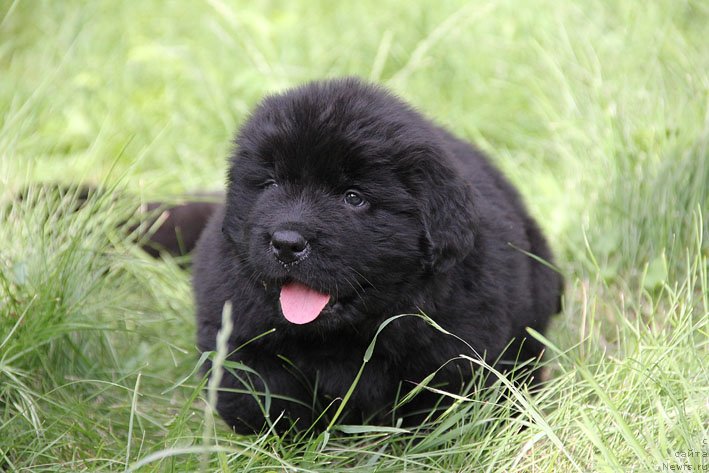 Фото: ньюфаундленд Шабли с Берега Дона