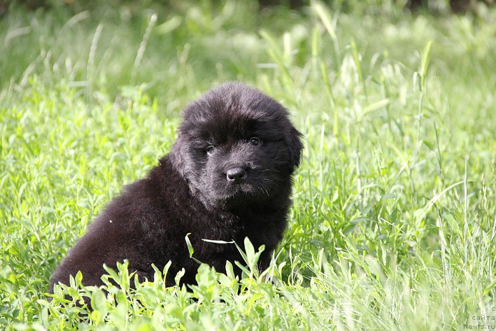 Фото: ньюфаундленд Шабли с Берега Дона