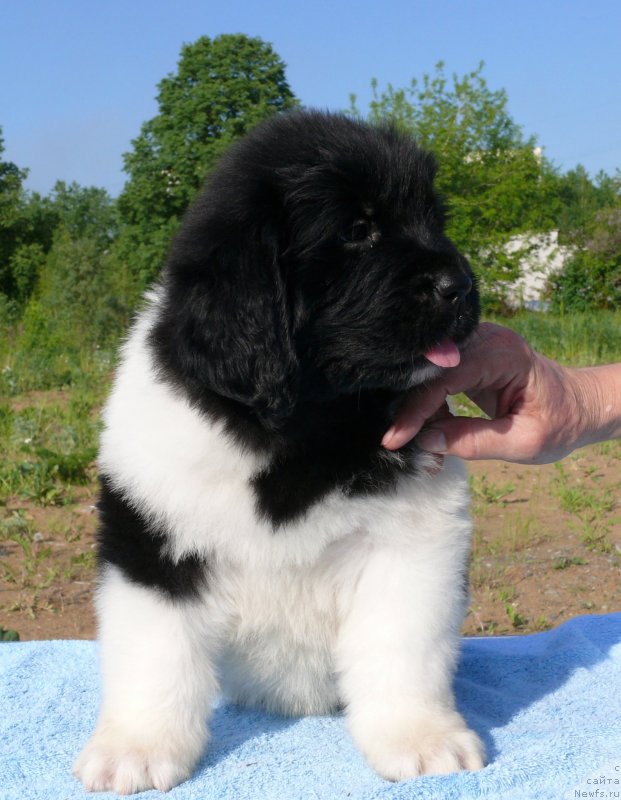 Фото: ньюфаундленд Аквиан Сонг Карамель