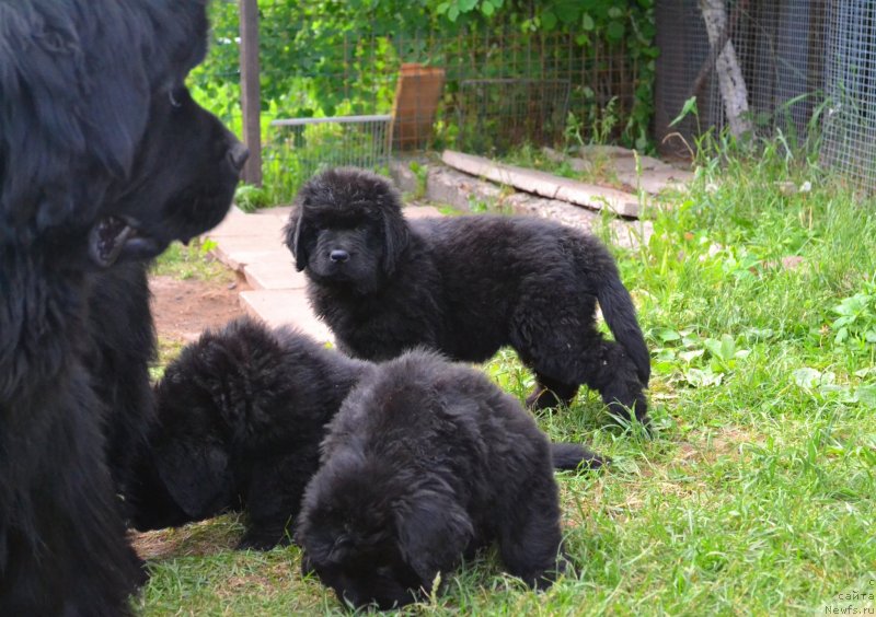Фото: ньюфаундленд Их Высочество Владлена Маджикс, ньюфаундленд Вавилония Бест