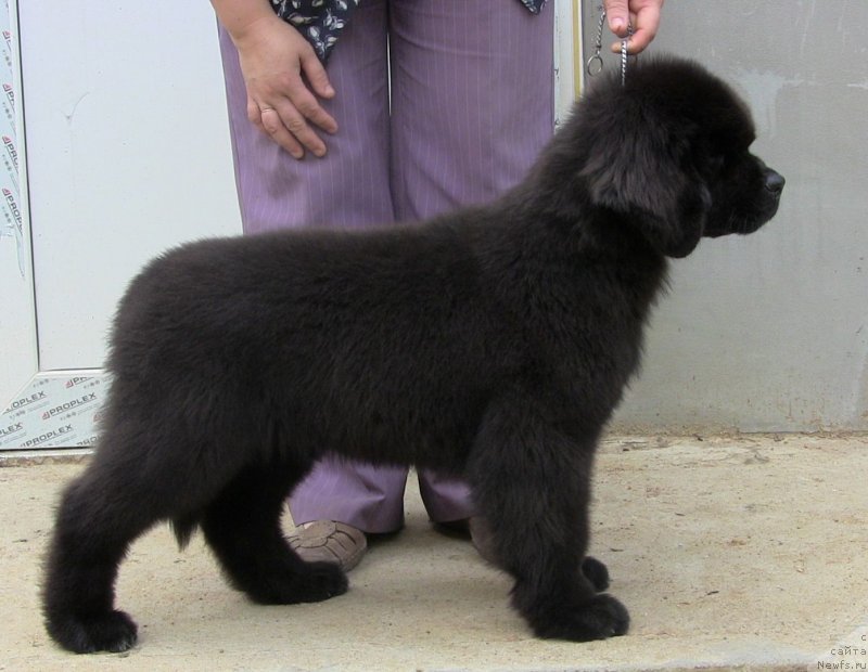 Фото: ньюфаундленд Black Clouds Keep My Soul