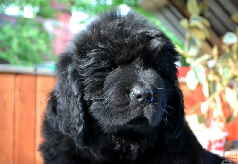 Фото: ньюфаундленд Винсент Друкки Интригант