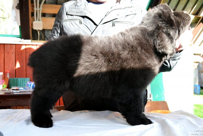 Фото: ньюфаундленд Винсент Друкки Интригант