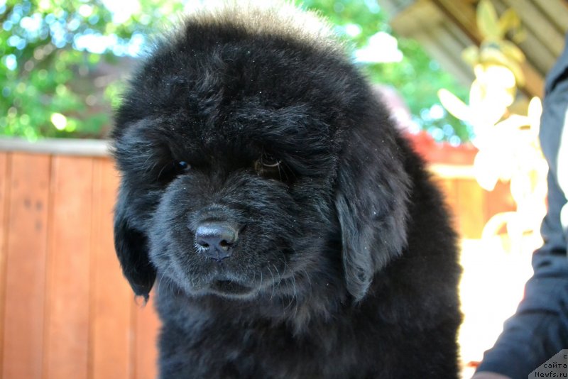 Фото: ньюфаундленд Вавилония Бест