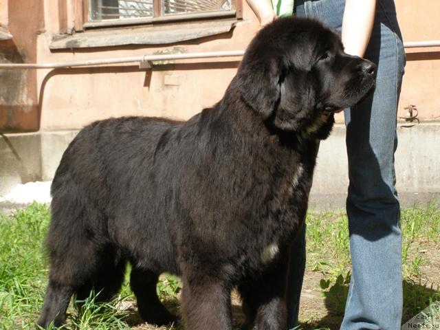 Фото: ньюфаундленд Смигар Шелковая Ночь (Smigar Shelkovaya Noch)