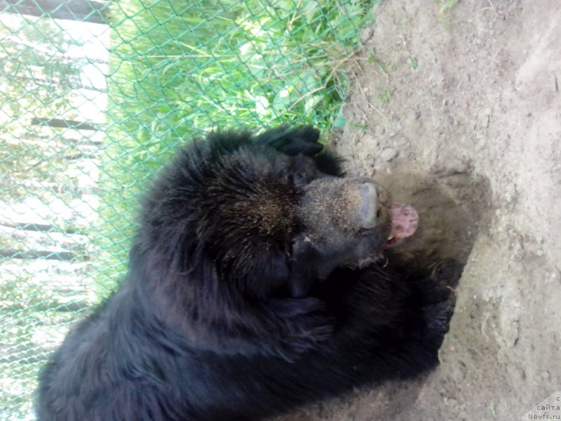 Фото: ньюфаундленд Би Перфект Аладар Хранитель Рода