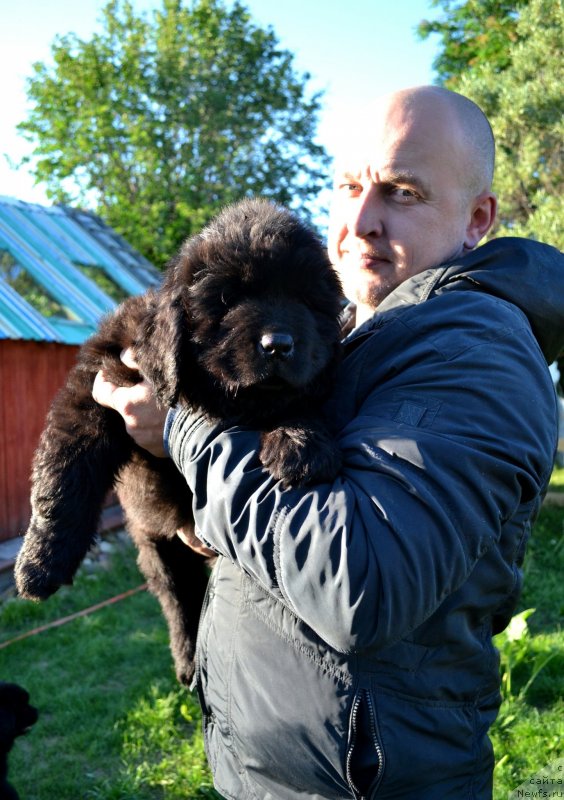 Фото: ньюфаундленд Винсент Друкки Интригант