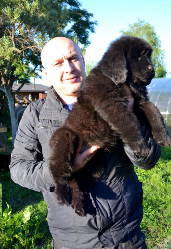 Фото: ньюфаундленд Валькирия Сигрюн