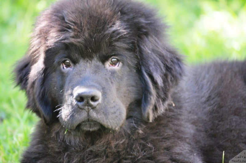 Фото: ньюфаундленд Чудо Чойс Звездного Дара с Берега Дона (Chudo Choice Zvezdnyj Dar s Berega Dona)