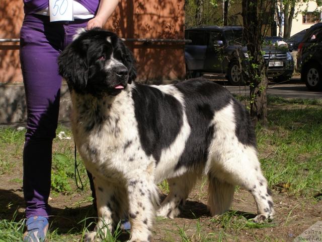 Фото: ньюфаундленд Маг Исполин Карте Бланч фор Питерньюф (Mag Ispolin Carte Blanche for Piternyuf)