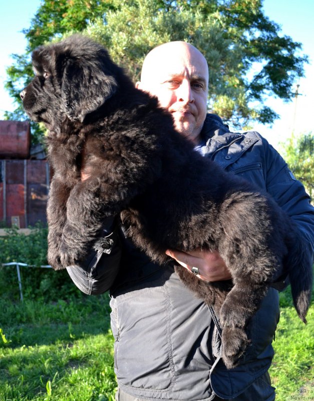 Фото: ньюфаундленд Ванилла Кока-Кола