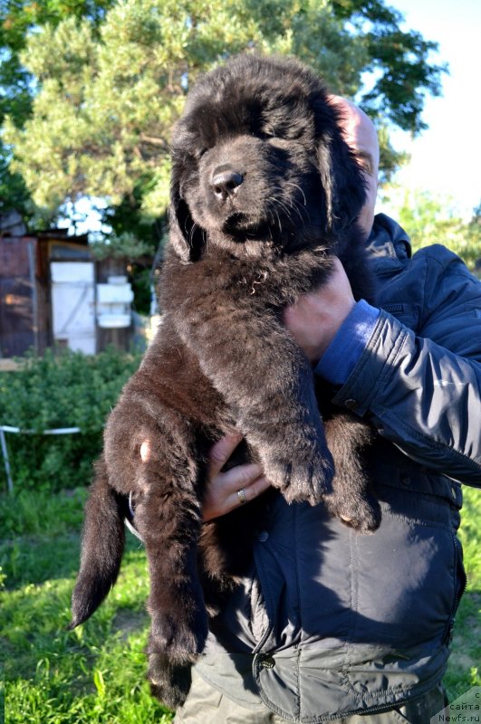 Фото: ньюфаундленд Вавилония Бест