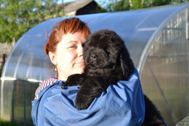 Фото: Ирина Нистратова, ньюфаундленд Виола Коста Лампони