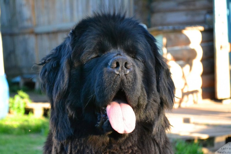 Фото: ньюфаундленд Их Высочество Владлена Маджикс