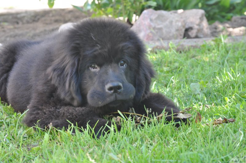 Фото: ньюфаундленд Чудо Чойс Звездного Дара с Берега Дона (Chudo Choice Zvezdnyj Dar s Berega Dona)