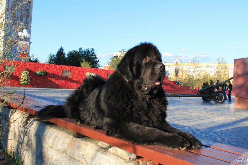 Фото: ньюфаундленд Омар Шериф