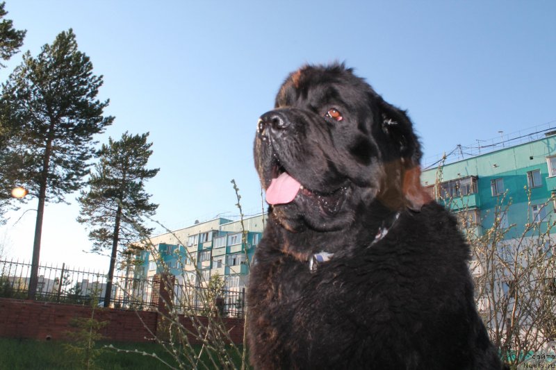 Фото: ньюфаундленд Омар Шериф