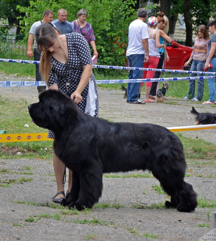 Фото: ньюфаундленд Бегущая по Волнам Зиллион (Beguschaya po Volnam Zillion)