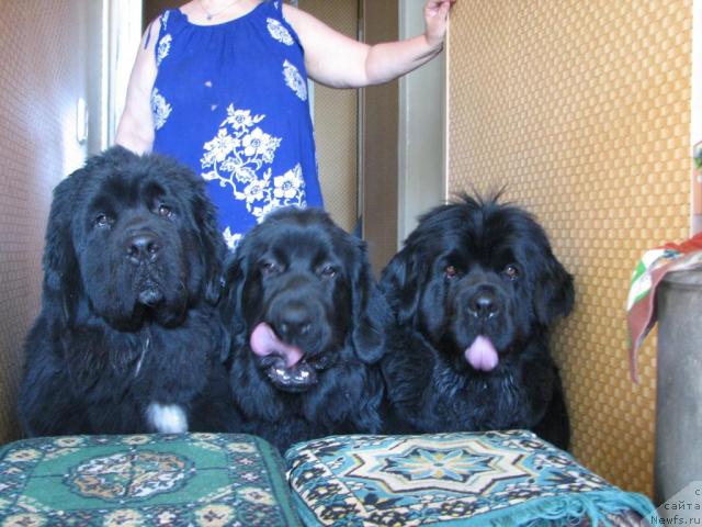 Фото: ньюфаундленд Робертино Раскошный Мальчишка Отарго Аютка (Robertino Roskoshny Malchishka Otargo Ayutka), ньюфаундленд Рокот Волны Варга Кара Аюлар (Rokot Volny Varga Kara Ayular), ньюфаундленд Оттава (Ottava)