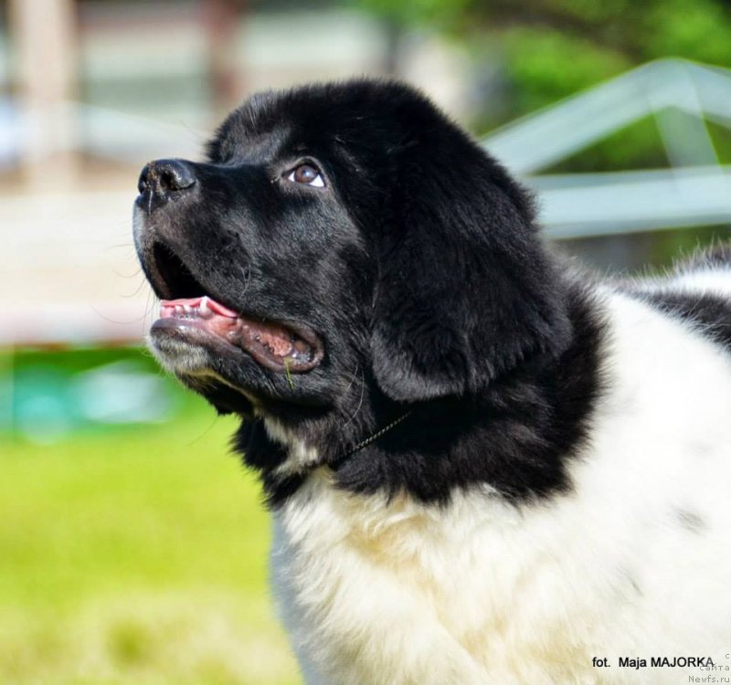 Фотография № 128123