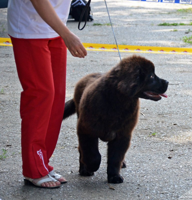 Фотография № 128129